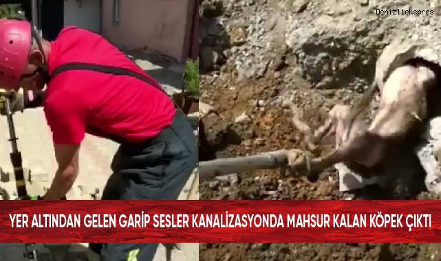 Yer Altından Gelen Garip Sesler Kanalizasyonda Mahsur Kalan Köpek çıktı Asayiş Denizli Haber 1757