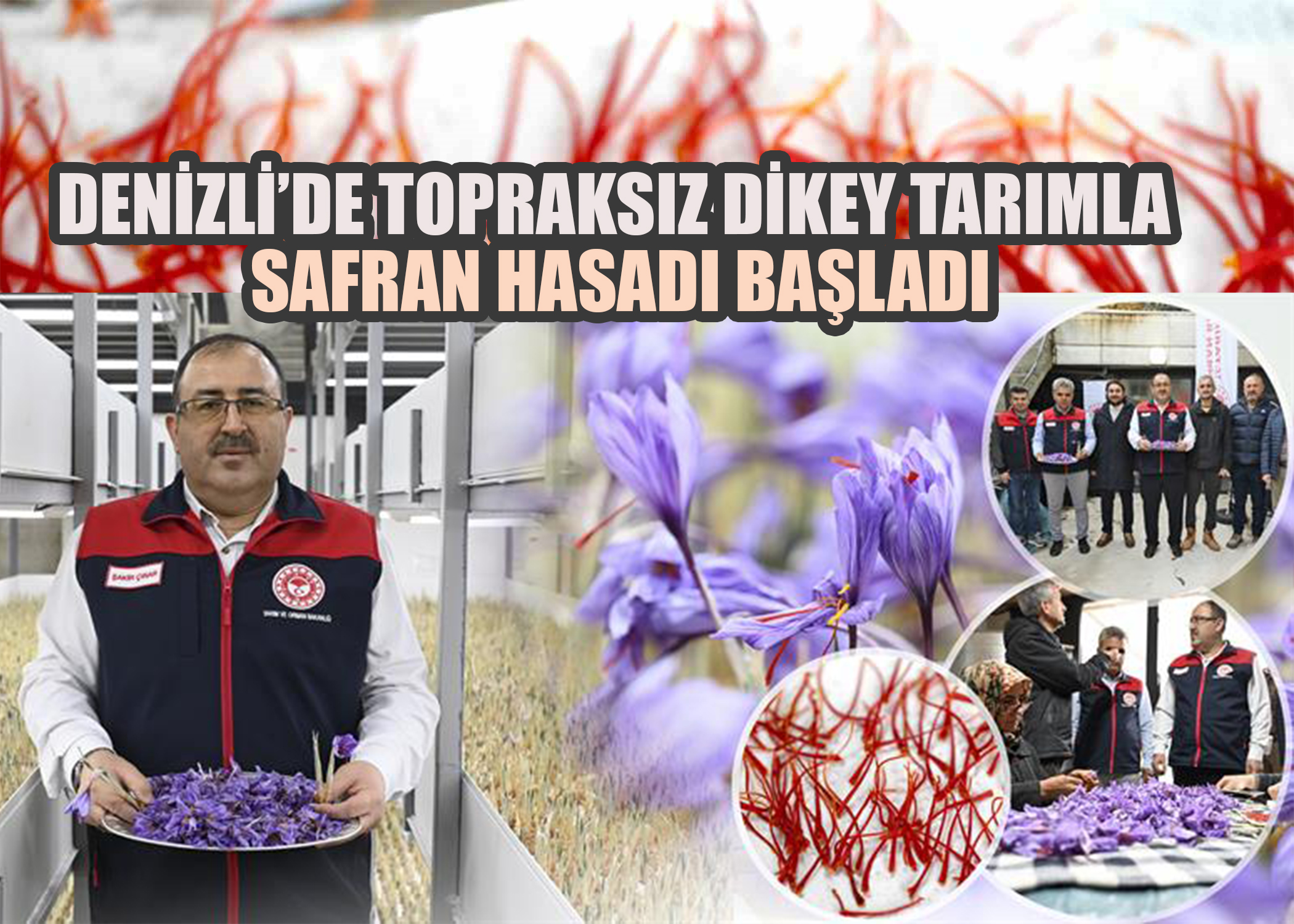 Denizli’de Topraksız Dikey Tarımla Safran Hasadı Başladı